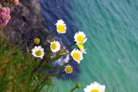 Carrick-a-Rede