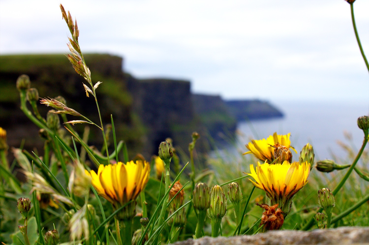 cliffs of moher