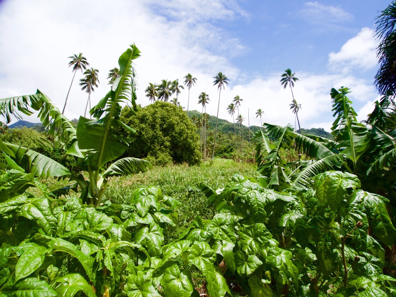 cook islands travel