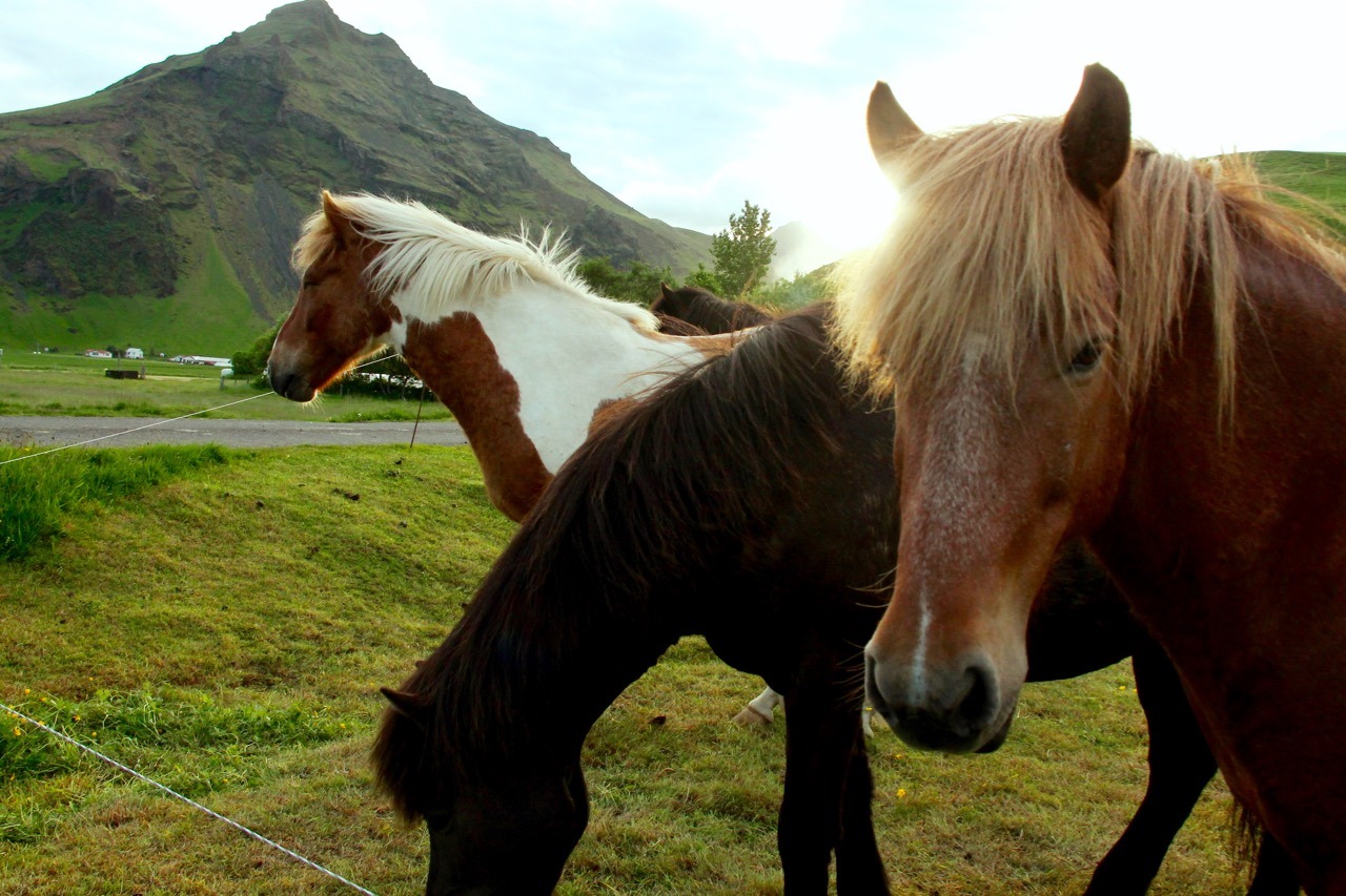 Iceland Road Trip - 14