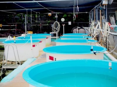 Turtle Hospital in The Florida Keys