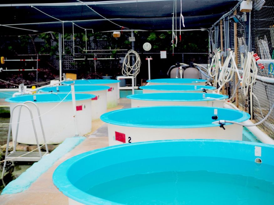 Turtle Hospital in The Florida Keys