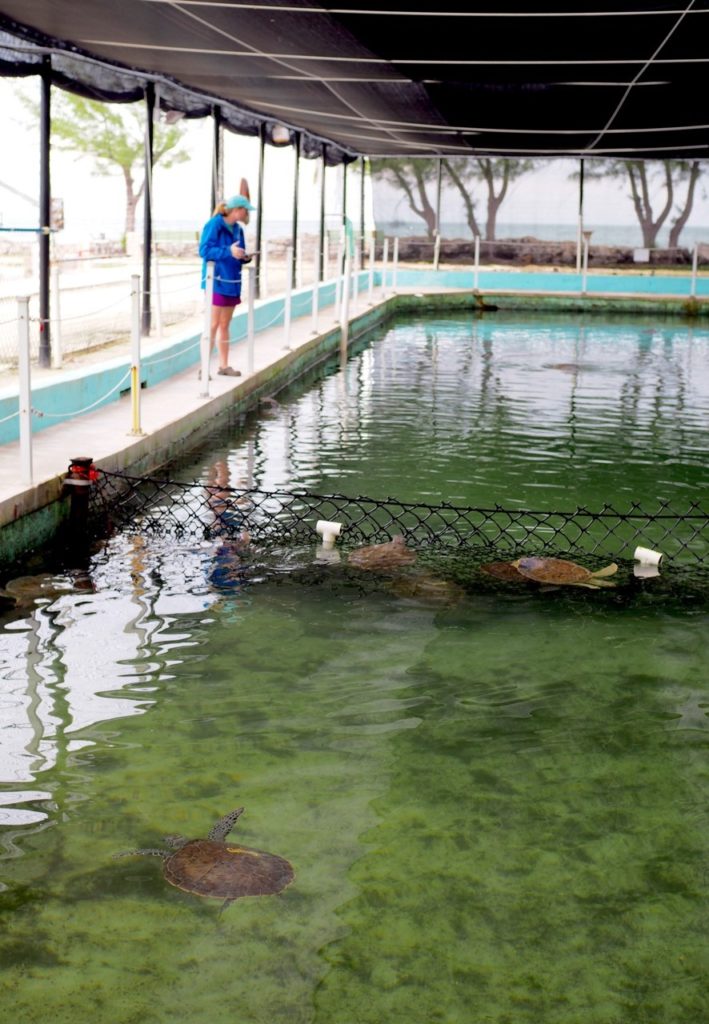 Turtle Hospital in The Florida Keys