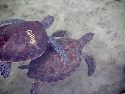 Turtle Hospital in The Florida Keys