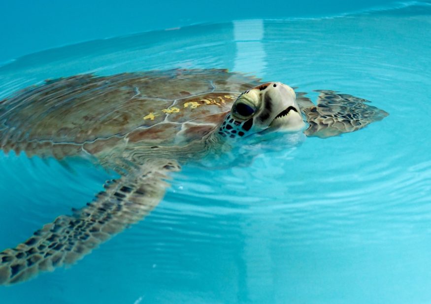 Turtle Hospital in The Florida Keys