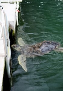 Turtle Hospital in The Florida Keys