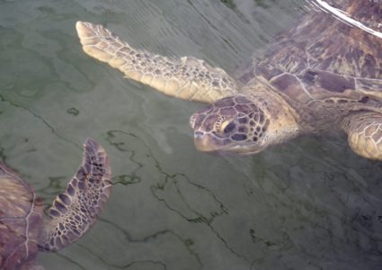 Turtle Hospital in The Florida Keys