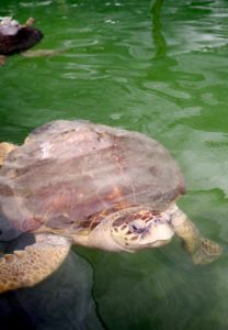 Turtle Hospital in The Florida Keys