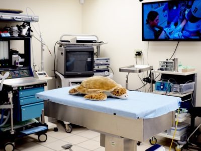 Turtle Hospital in The Florida Keys