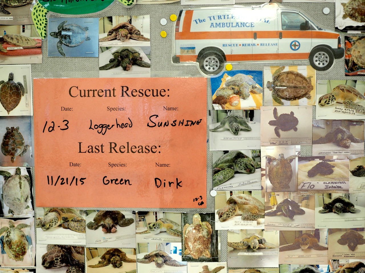 Turtle Hospital in The Florida Keys