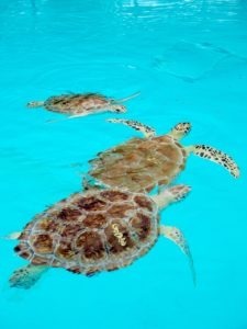 Turtle Hospital in The Florida Keys