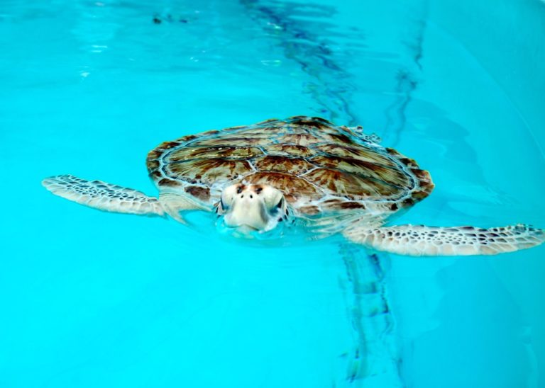 Rescue, rehab, release: visiting the Sea Turtle Hospital in the Florida Keys