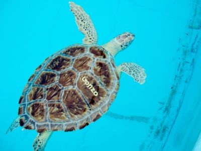 Turtle Hospital in The Florida Keys