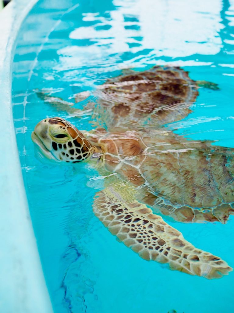 Turtle Hospital in The Florida Keys