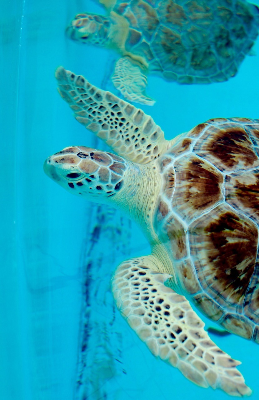 Turtle Hospital in The Florida Keys