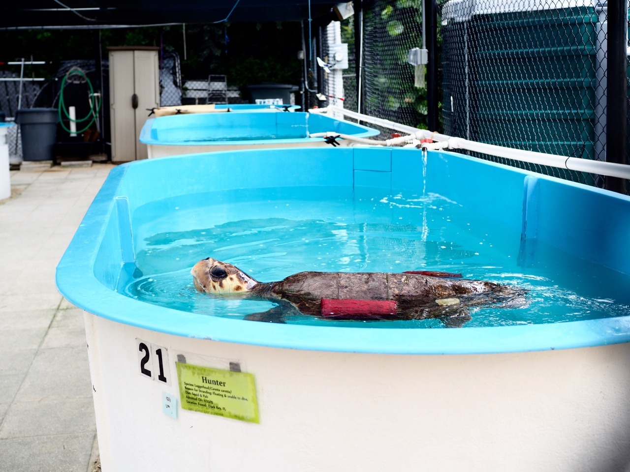 Turtle Hospital in The Florida Keys