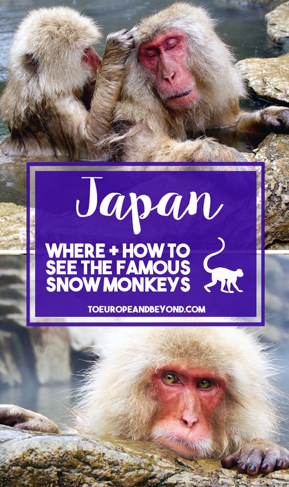 Hiking to Jigokudani and meeting monkeys in Japan