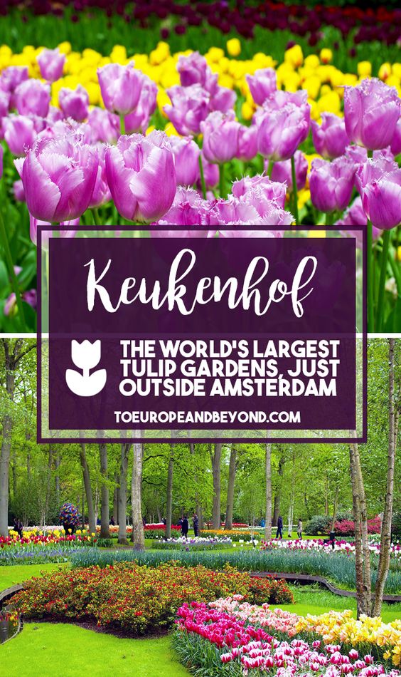 The most colourful day trip from Amsterdam: Keukenhof Gardens