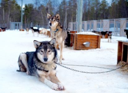 holmen husky lodge