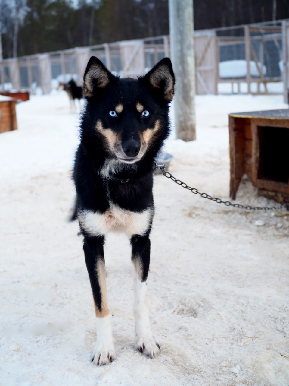 Holmen Husky Lodge