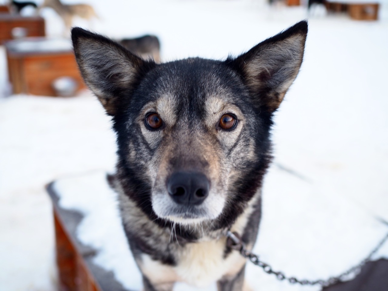 holmen husky lodge