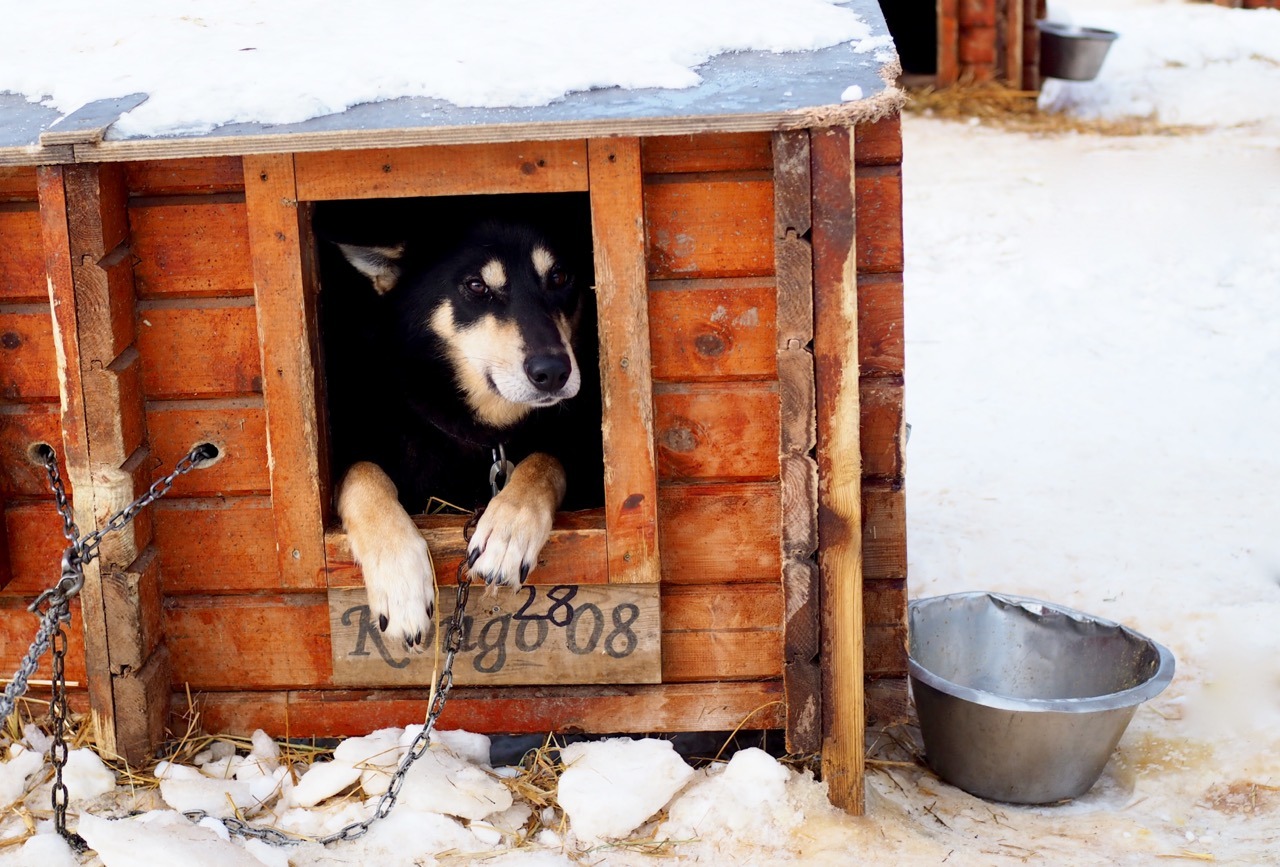 holmen husky lodge