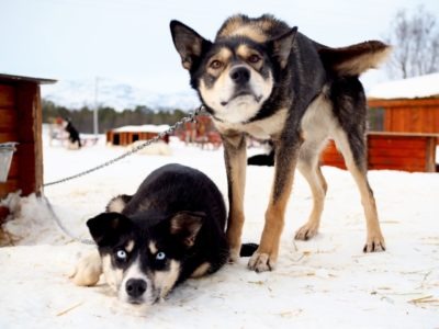 Holmen Husky Lodge