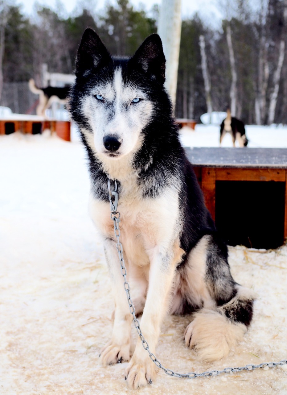 holmen husky lodge