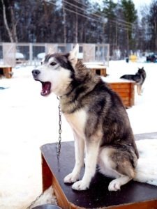 holmen husky lodge