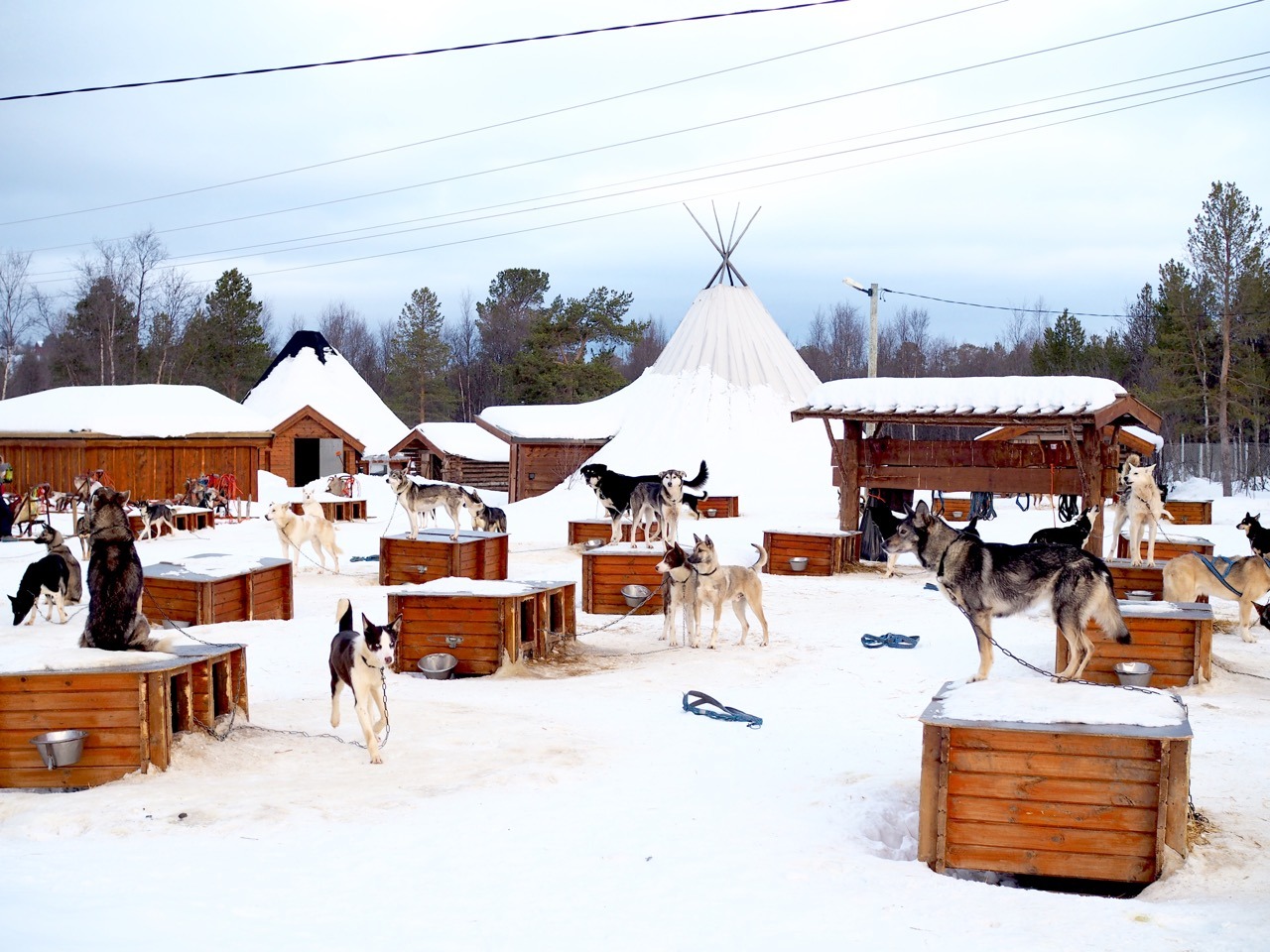 holmen husky lodge