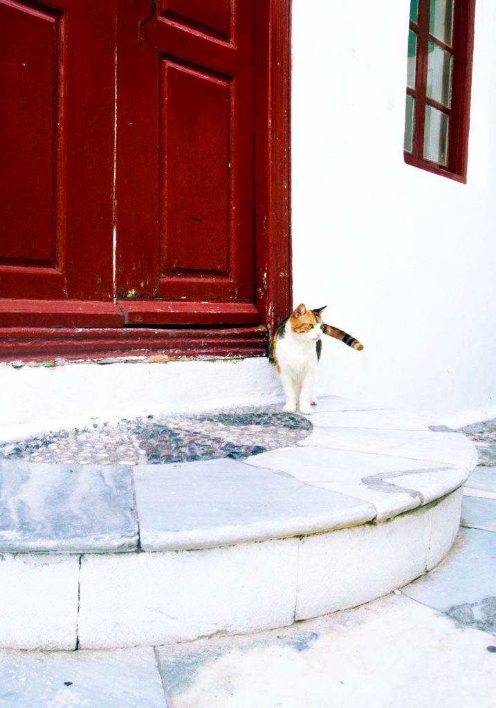Cats in Greece