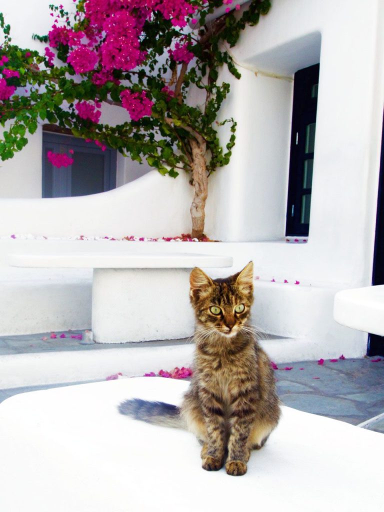 Cats in Greece