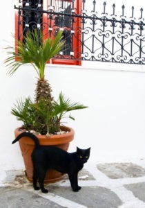 Cats in Greece