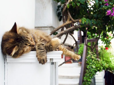 Cats in Greece