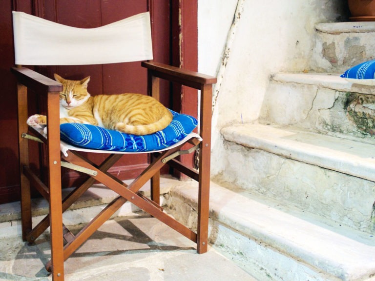 I went to Greece and all I got are cat photos