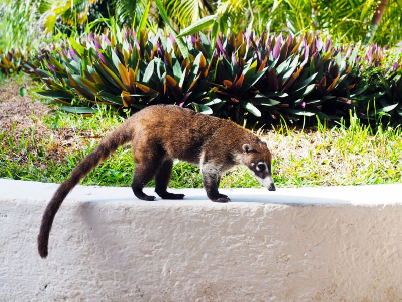 is there racoons in mexico is there racoons in mexico