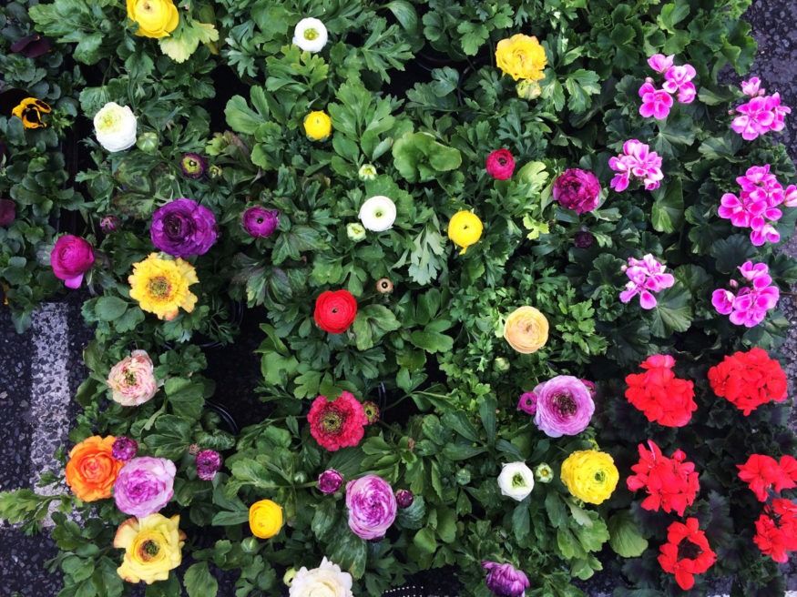 Columbia Road Flower Market in London