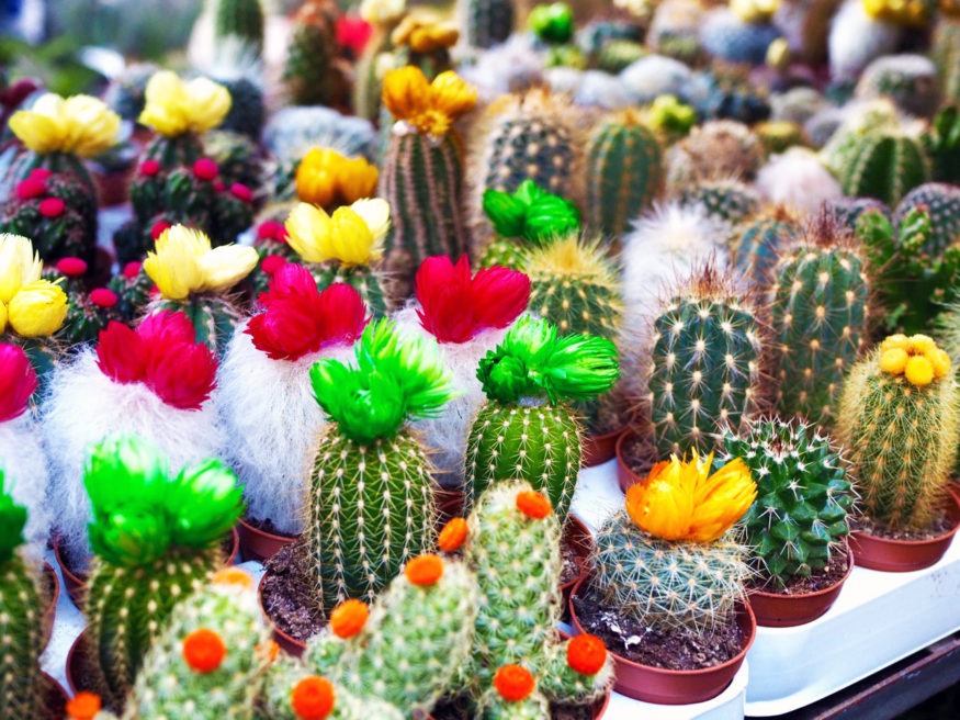 Columbia Road Flower Market in London