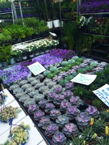 Columbia Road Flower Market in London