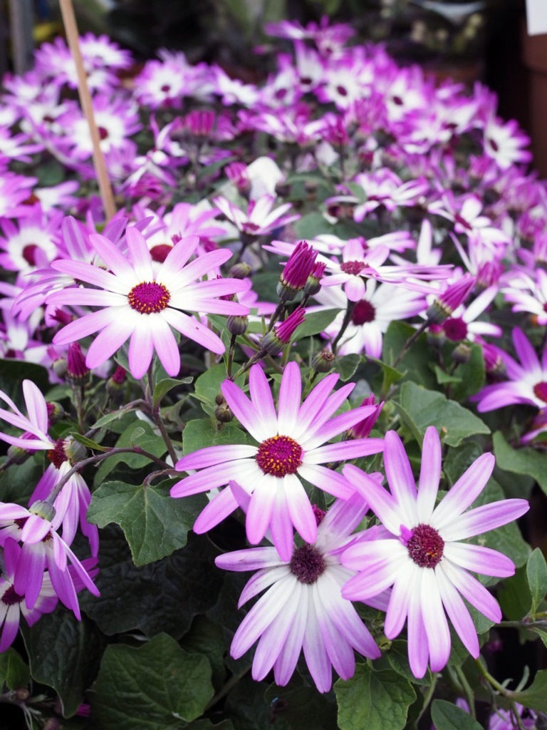 Columbia Road Flower Market in London