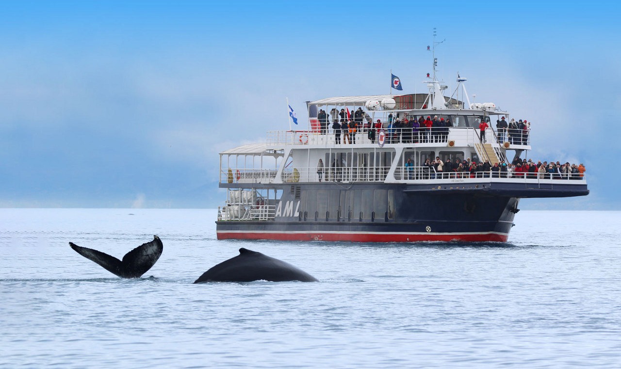 whale watching tour from quebec city