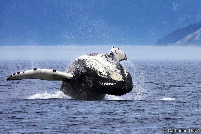 day trip from montreal whale watching cruise