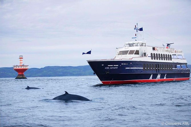 day trip from montreal whale watching cruise