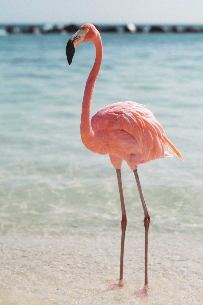 flamingo-gardens-in-Fort-Lauderdale