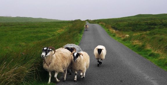 Sheep in Scotland itinerary