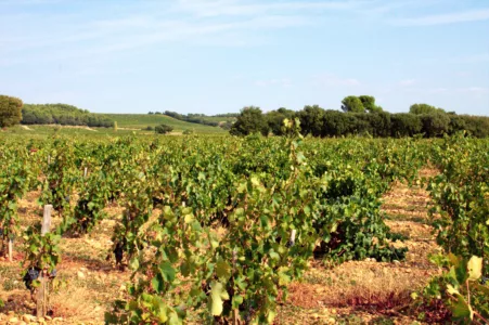 wineries in Châteauneuf-du-Pape, France