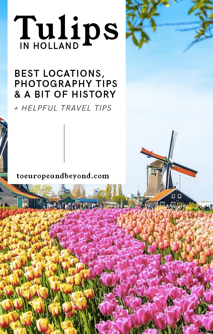 Blooming Holland : petit guide des tulipes aux Pays-Bas