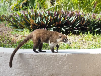 Animals-in-Mexico-resorts-coati-Cancun