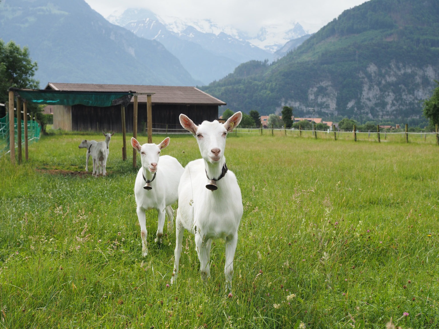 Wildlife-in-Interlaken-cycle-in-Swiss-Alps