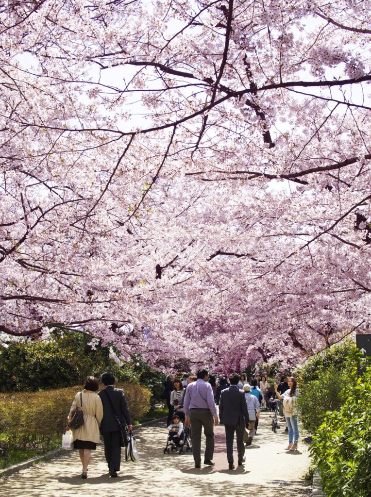 Cherry blossom season in Japan - sakura in TOkyo
